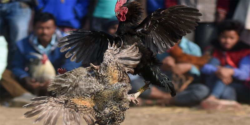 Tại sao đá gà trên mạng luôn thua đậm?