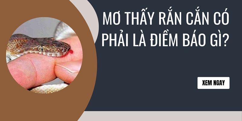 Về giấc mơ thấy rắn cắn